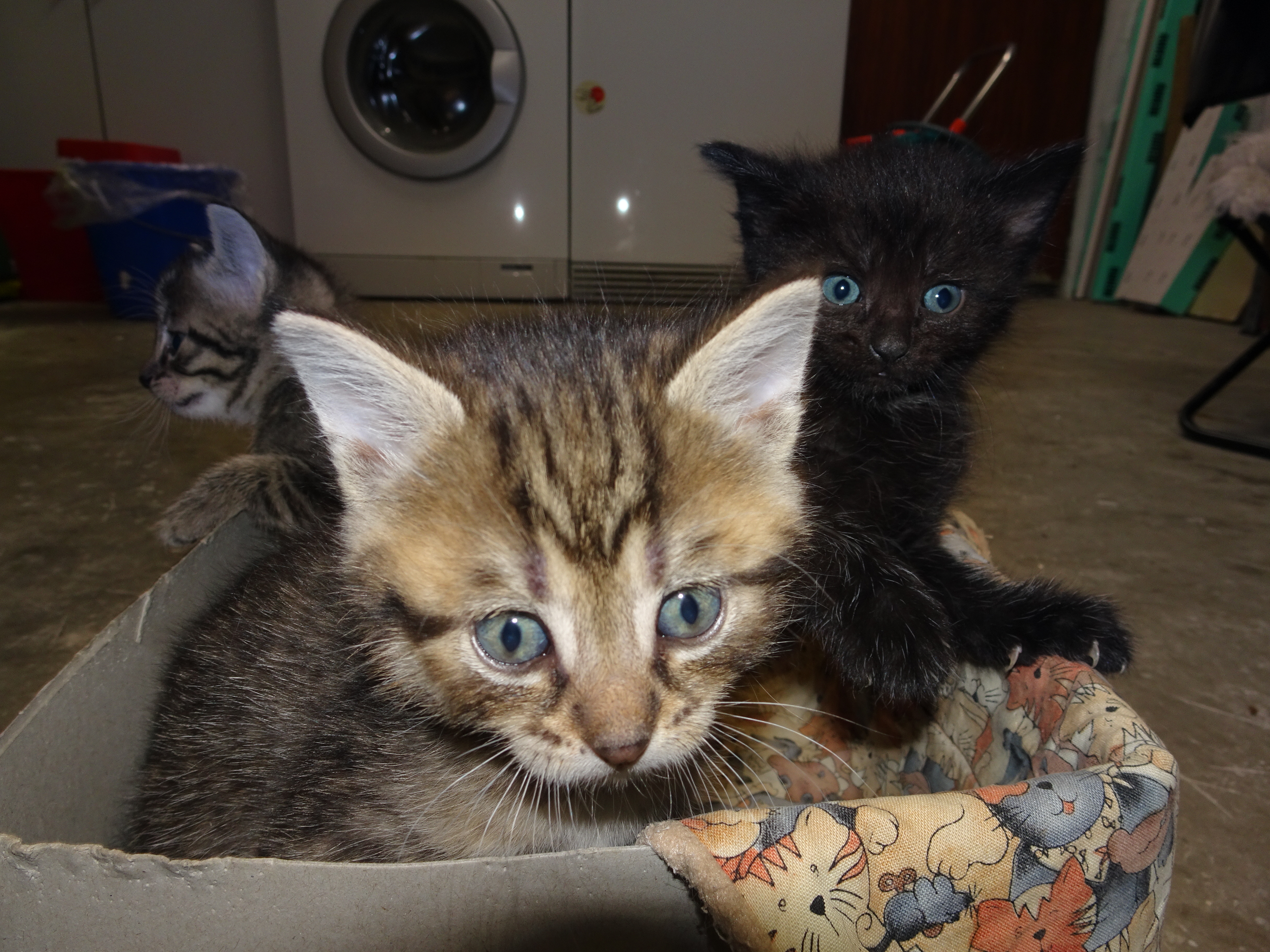 Tierfreunde Mössingen und Umgebung