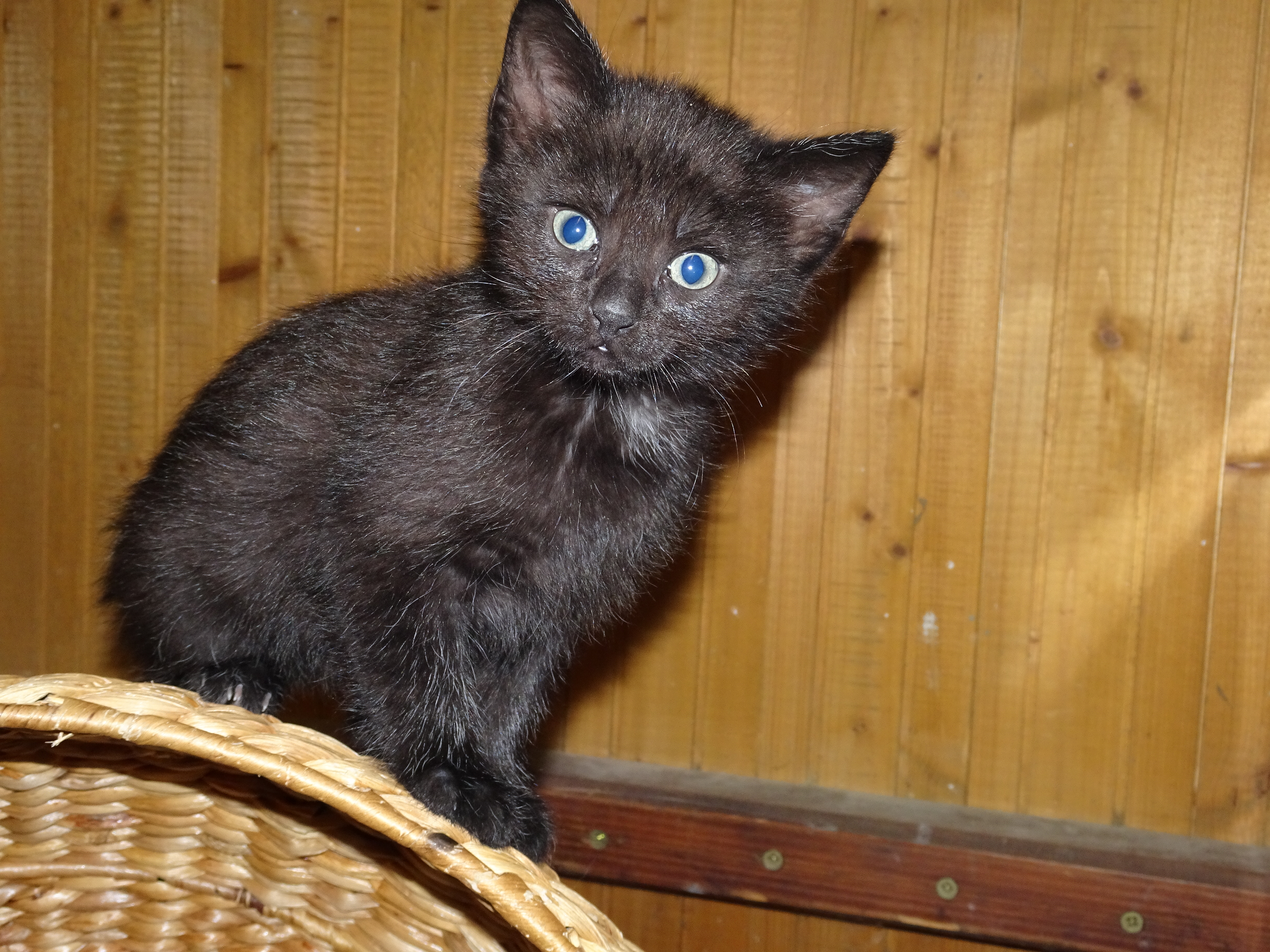 Tierfreunde Mössingen und Umgebung